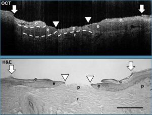 Wasatch Photonics Cobra VIS Wasatch Photonics+Cobra +OCT光谱仪